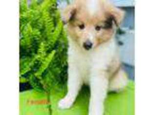 Shetland Sheepdog Puppy for sale in Red Boiling Springs, TN, USA