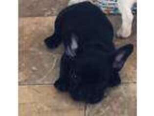 French Bulldog Puppy for sale in Hopkinsville, KY, USA