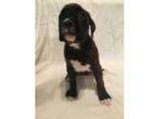 Boxer Puppy for sale in Goddard, KS, USA