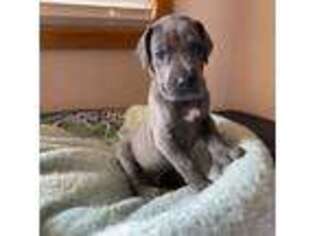 Great Dane Puppy for sale in Loomis, CA, USA
