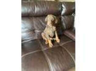 Doberman Pinscher Puppy for sale in Finlayson, MN, USA