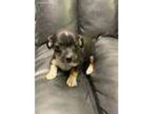 Chihuahua Puppy for sale in Sussex, NJ, USA