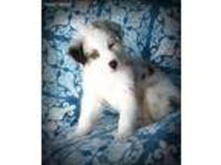 Australian Shepherd Puppy for sale in Birmingham, AL, USA