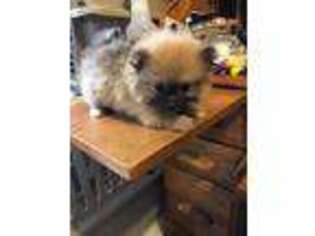 Pomeranian Puppy for sale in Montgomery City, MO, USA