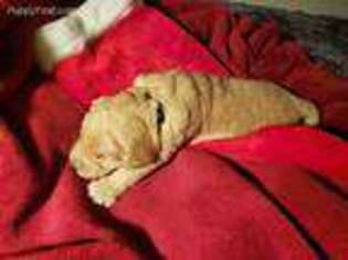 Goldendoodle Puppy for sale in Bigfork, MT, USA