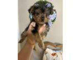 Yorkshire Terrier Puppy for sale in Hernando, MS, USA