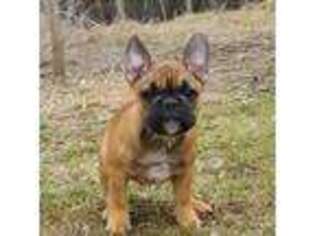 French Bulldog Puppy for sale in Minneapolis, MN, USA