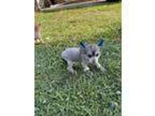 Chinese Crested Puppy for sale in Murfreesboro, TN, USA