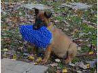 Belgian Malinois Puppy for sale in Cincinnati, OH, USA