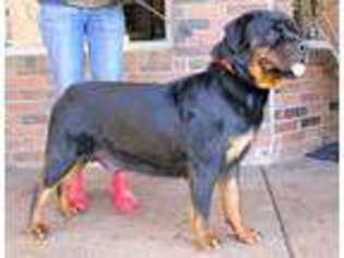 Rottweiler Puppy for sale in Reeds Spring, MO, USA