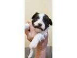 Havanese Puppy for sale in Haskell, OK, USA