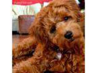 Goldendoodle Puppy for sale in Lisbon, OH, USA