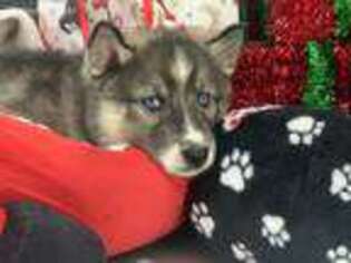 Siberian Husky Puppy for sale in Worcester, MA, USA