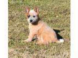 Australian Cattle Dog Puppy for sale in North Vernon, IN, USA