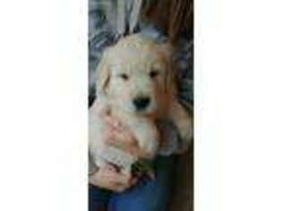Golden Retriever Puppy for sale in New Holland, PA, USA