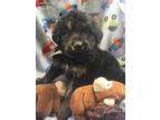 Shepadoodle Puppy for sale in Englewood, TN, USA
