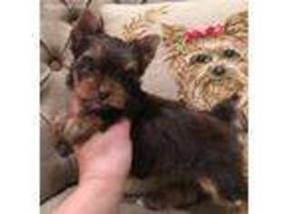 Yorkshire Terrier Puppy for sale in Wilmington, DE, USA