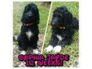 Labradoodle Puppy for sale in HARTWELL, GA, USA