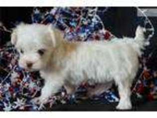 Maltese Puppy for sale in Sioux Falls, SD, USA