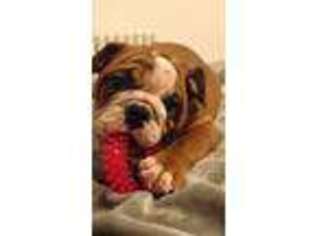 Bulldog Puppy for sale in Arlington, VA, USA