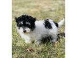 Mutt Puppy for sale in East Sparta, OH, USA