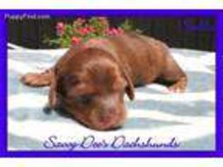 Dachshund Puppy for sale in Searcy, AR, USA