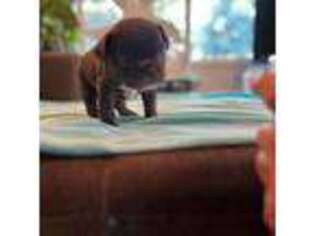French Bulldog Puppy for sale in Des Moines, WA, USA