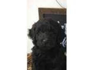 Labradoodle Puppy for sale in Redding, CA, USA