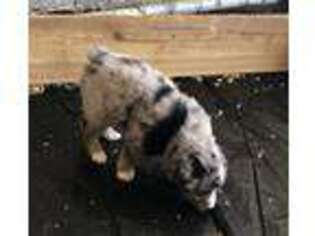Miniature Australian Shepherd Puppy for sale in Emmett, ID, USA