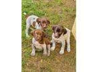 German Shorthaired Pointer Puppy for sale in Rock Valley, IA, USA