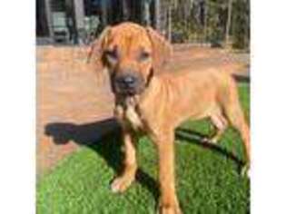 Rhodesian Ridgeback Puppy for sale in Iva, SC, USA
