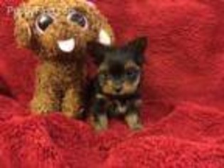 Yorkshire Terrier Puppy for sale in Wood Dale, IL, USA