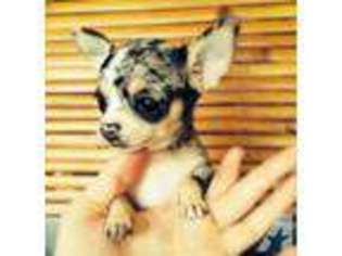 Chihuahua Puppy for sale in CORONA, CA, USA