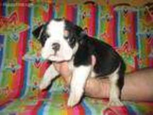 Olde English Bulldogge Puppy for sale in Meriden, IA, USA