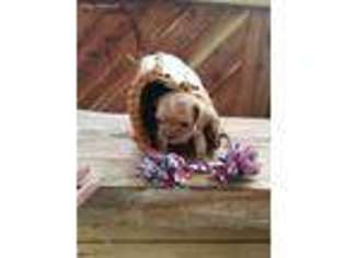 Cavalier King Charles Spaniel Puppy for sale in Salem, IN, USA