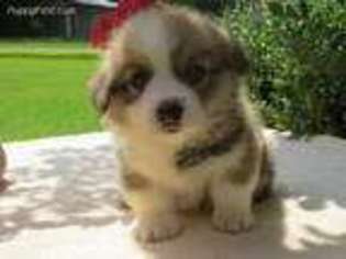 Pembroke Welsh Corgi Puppy for sale in Haleyville, AL, USA