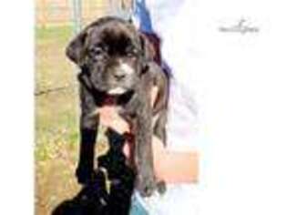 American Bandogge Puppy for sale in Springfield, MO, USA
