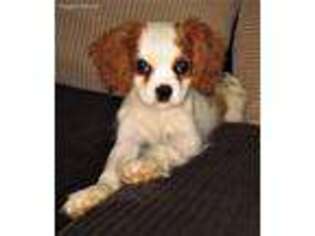 Cavalier King Charles Spaniel Puppy for sale in Dresser, WI, USA