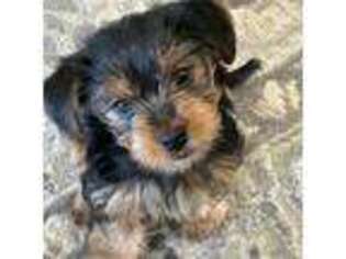 Yorkshire Terrier Puppy for sale in Oakland, CA, USA