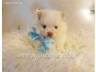 Pomeranian Puppy for sale in North Highlands, CA, USA