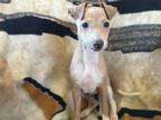 Italian Greyhound Puppy for sale in Golden Valley, AZ, USA
