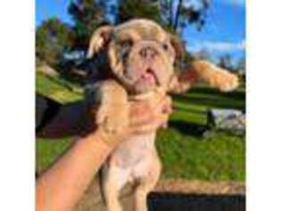 Bulldog Puppy for sale in Santa Barbara, CA, USA