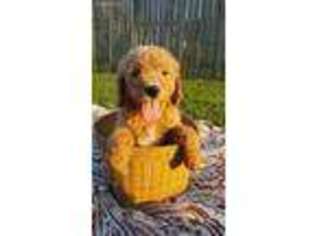 Goldendoodle Puppy for sale in Louisa, KY, USA