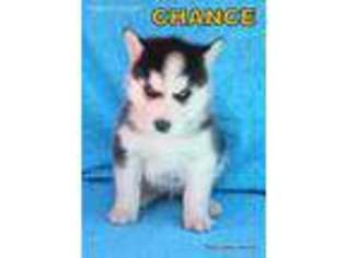 Siberian Husky Puppy for sale in Excelsior Springs, MO, USA