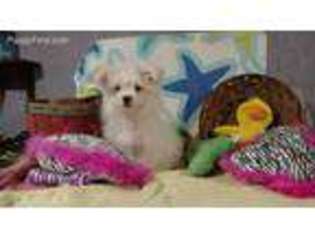 Maltipom Puppy for sale in Westfield, NC, USA