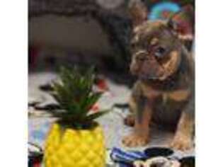 French Bulldog Puppy for sale in Paducah, KY, USA
