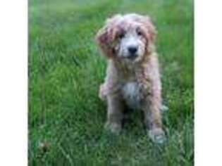 Goldendoodle Puppy for sale in Keene, NH, USA