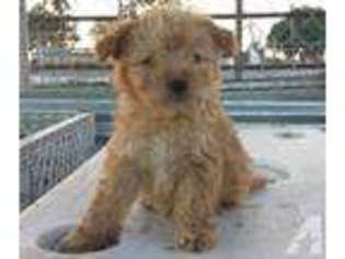 Mutt Puppy for sale in SANTEE, CA, USA