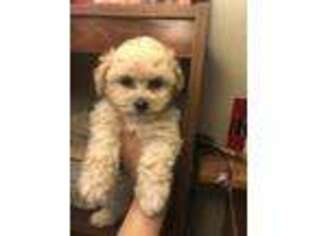 Mutt Puppy for sale in Fishers, IN, USA