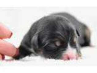 Miniature Australian Shepherd Puppy for sale in Checotah, OK, USA